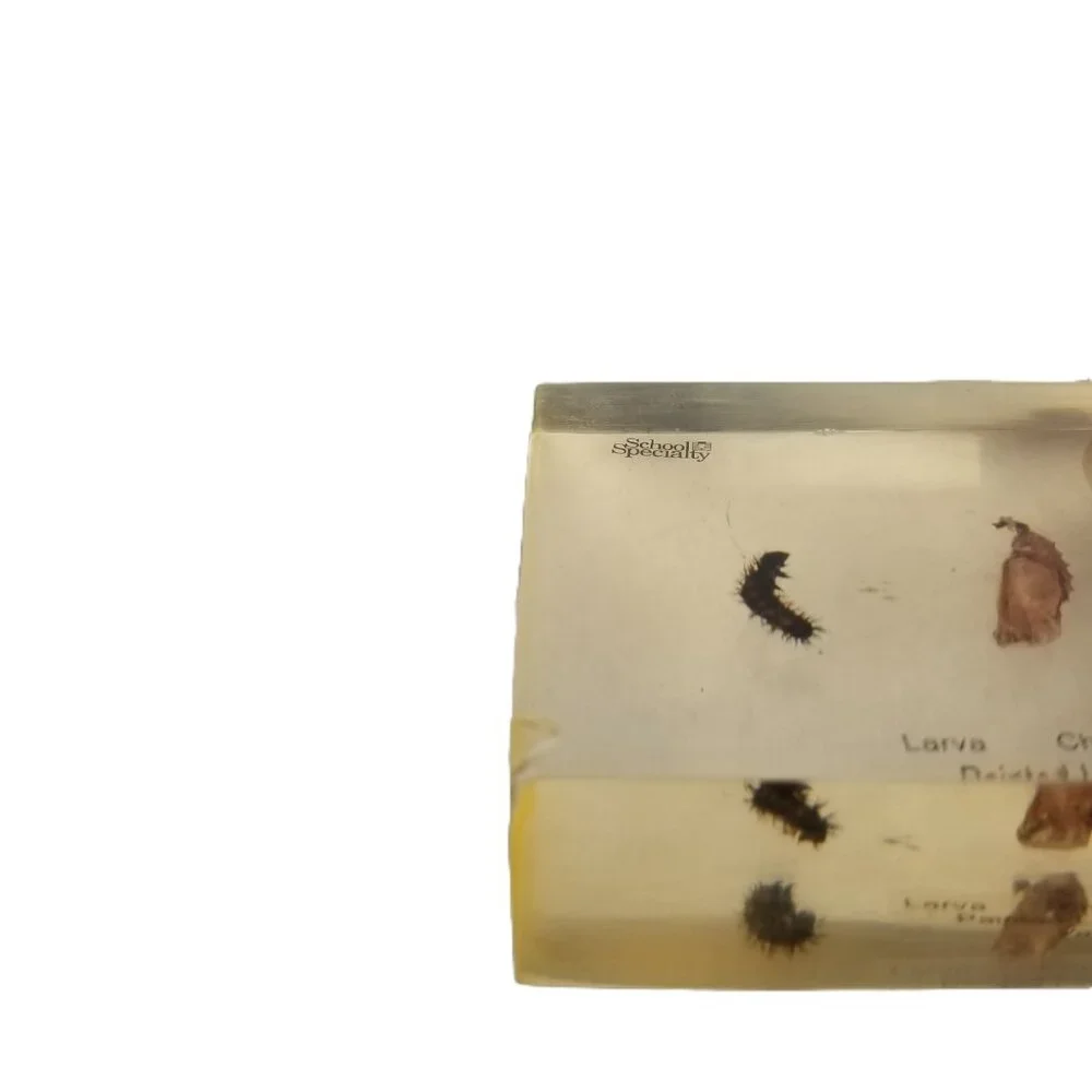 School Specialty Painted Lady Butterfly Life Cycle Specimen Block STEM Science